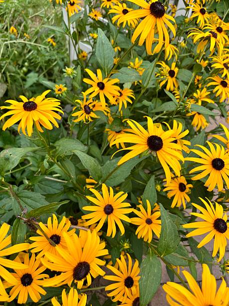 istock Black Eyed Susans 2224543325