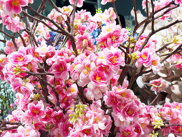 Vibrant pink blossoms on cherry blossom tree in full bloom, lifestyle
