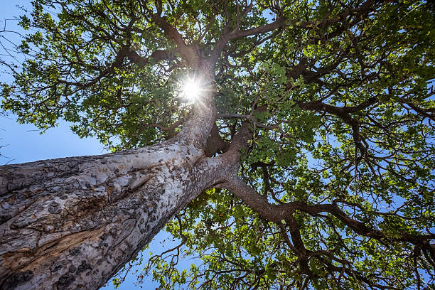 istock Sausage tree (Kigelia africana) in the Okavango Delta, Botswana 2224544577