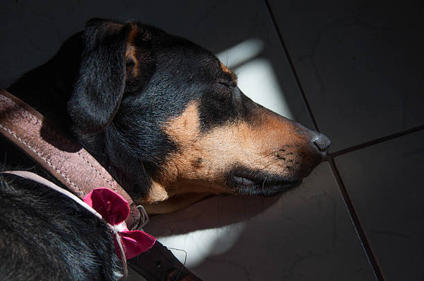 Black and tan dog sleeping on the floor in the shade of the sun