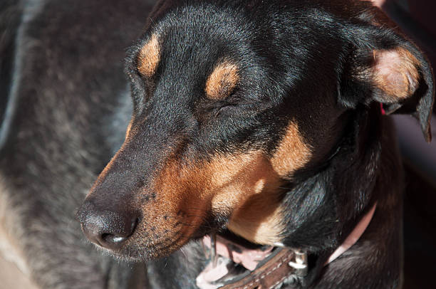 Growing dachshund puppy