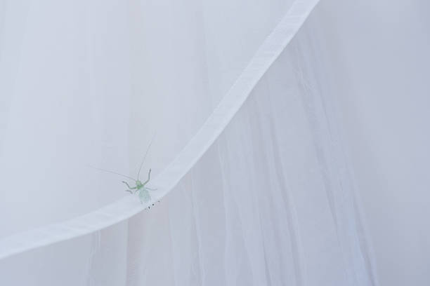 A close-up shot captures a delicate light green katydid with its characteristic long antennae resting on the flowing, translucent white fabric of a wedding dress, creating a unique and unexpected natural detail.