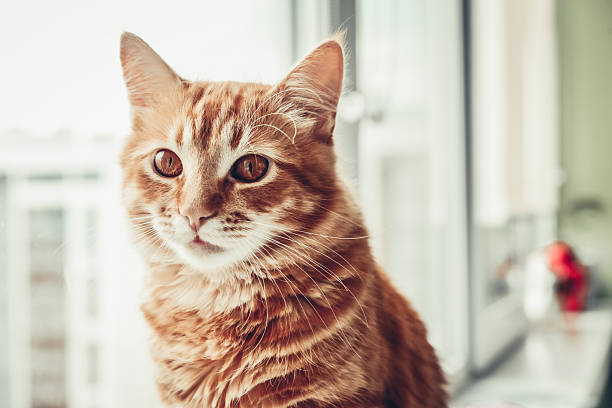 istock Portrait  of red tabby cat 2224546491