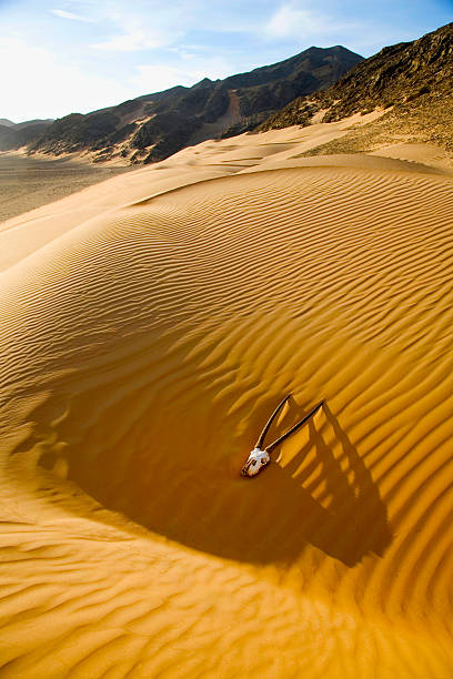 Namibia   Namib  desert, skull of ORYX