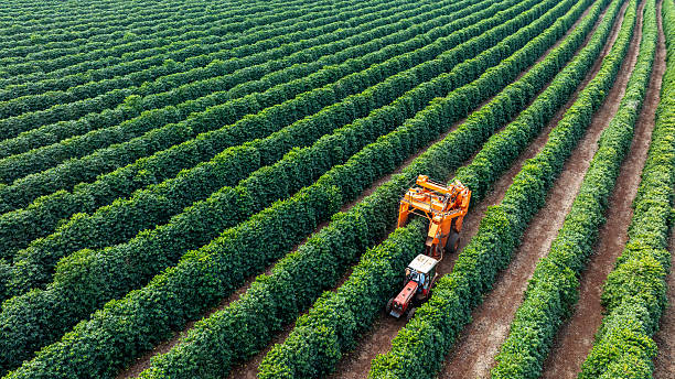 istock Tractor and harvester in coffee plantation 2224552054
