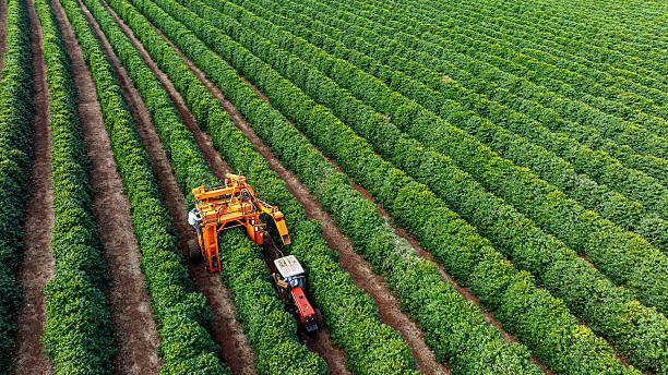 istock Tractor and harvester in coffee plantation 2224552199