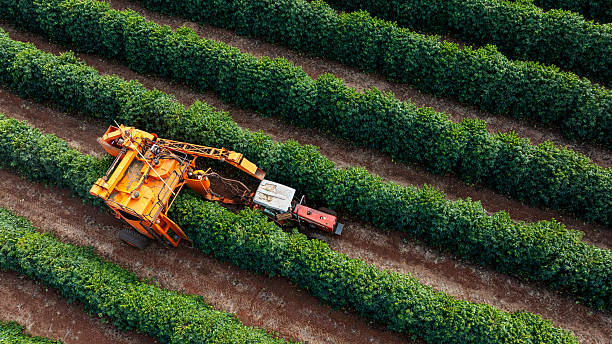 istock Tractor and harvester in coffee plantation 2224552420