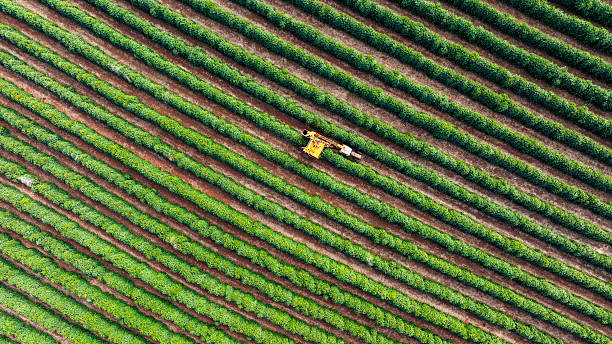 istock Tractor and harvester in coffee plantation 2224552491