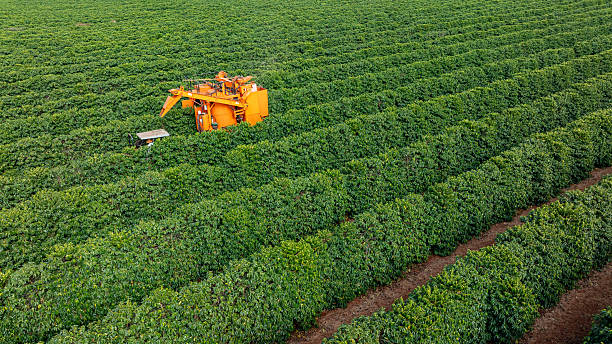 istock Tractor and harvester in coffee plantation 2224552624
