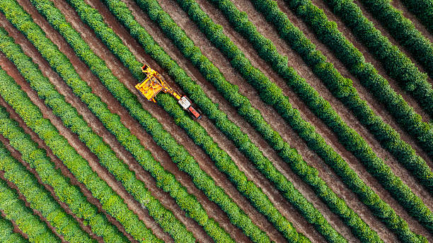 istock Tractor and harvester in coffee plantation 2224552625