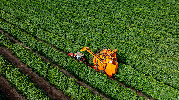 istock Tractor and harvester in coffee plantation 2224552626
