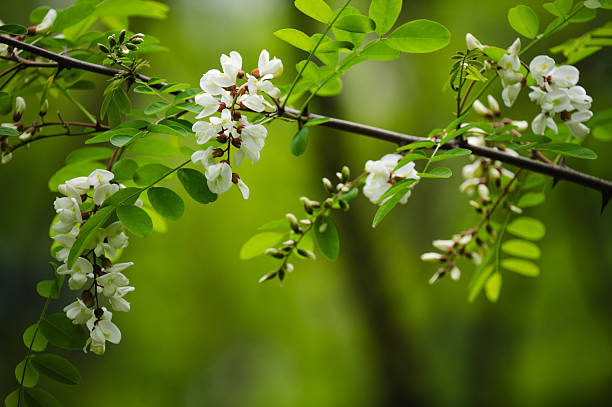beautiful flowers white acacia, closeup, spring natural background