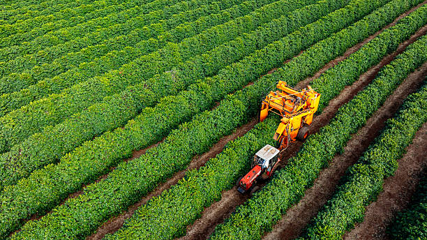 istock Tractor and harvester in coffee plantation 2224553879