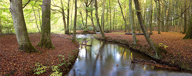 istock Serene forest scene featuring a gently flowing stream surrounded by beech trees (Fagus sylvatica) in an autumnal setting, with golden and orange fallen leaves carpeting the forest floor. 2224553947