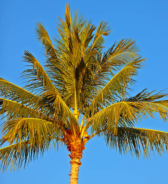 Bright light of the setting sun illuminates a palm tree, highlighting its elegant fronds and golden trunks beneath a vivid blue sky, exuding tranquility and tropical vibes of natural beauty.