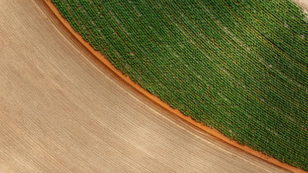 istock sugarcane field, part already harvested and part with plants 2224554168