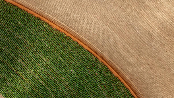 Drone view of a sugarcane field, part already harvested and part with plants