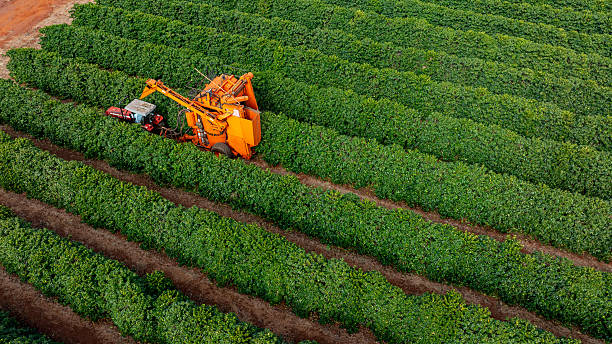 istock Tractor and harvester in coffee plantation 2224554171