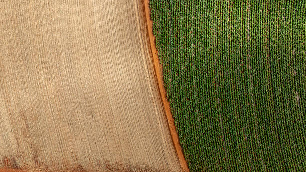 istock sugarcane field, part already harvested and part with plants 2224554173