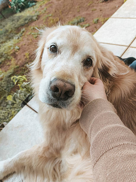 istock Golden retriever dog receiving affection 2224554231