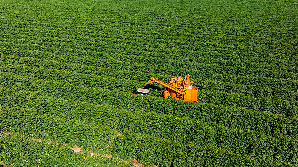 istock Tractor and harvester in coffee plantation 2224554305