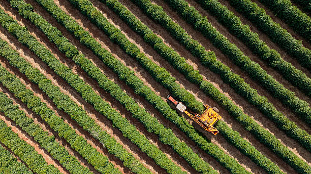 istock Tractor and harvester in coffee plantation 2224554403