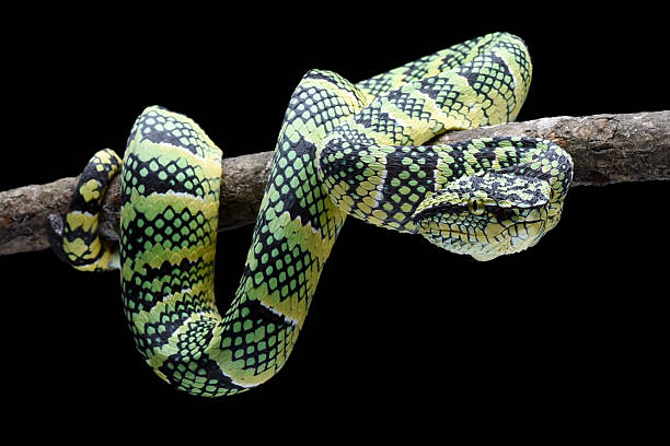 istock The Wagler's Pit Viper in black background 2224555407