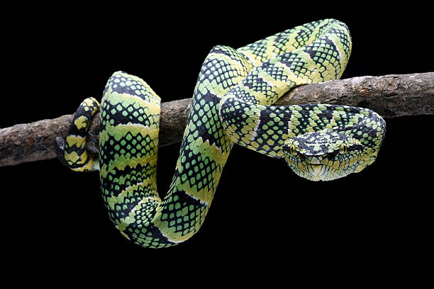 istock The Wagler's Pit Viper in black background 2224555411