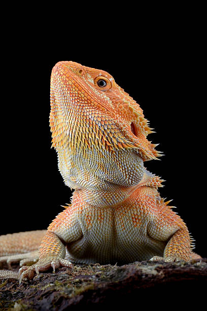 istock Yellow bearded dragon on a black background 2224555461