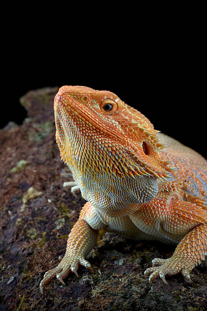 istock Yellow bearded dragon on a black background 2224555528
