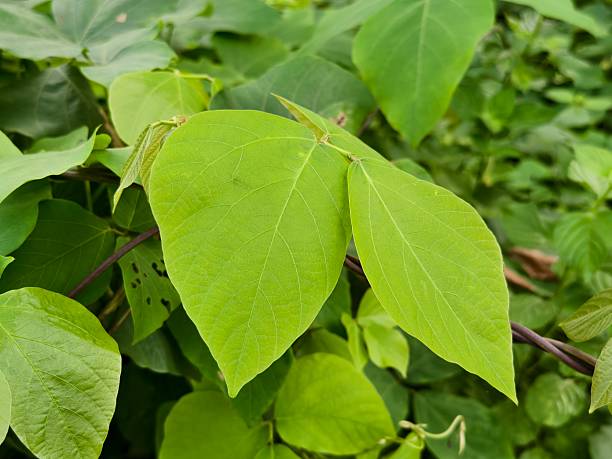 istock Mucuna bracteata is planted in oil palm plantations 2224558498