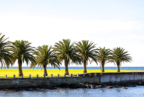 Row of Palm tree at the harbour, background with copy space, full frame horizontal composition