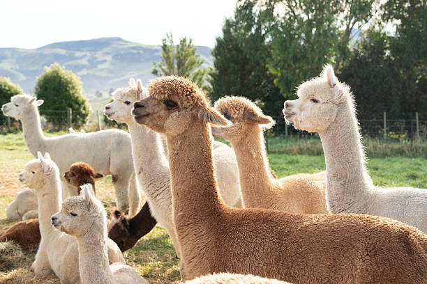 istock Adorable alpacas grazing peacefully on a sunny farm day. 2224560022