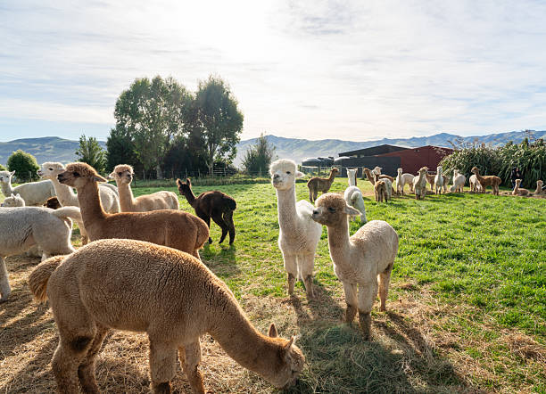 istock Adorable alpacas grazing peacefully on a sunny farm day. 2224560036