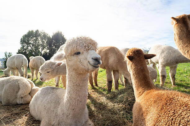istock Adorable alpacas grazing peacefully on a sunny farm day. 2224560067