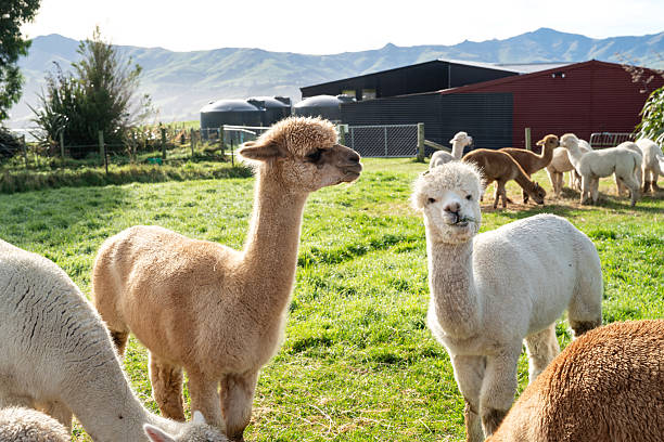 istock Adorable alpacas grazing peacefully on a sunny farm day. 2224560077