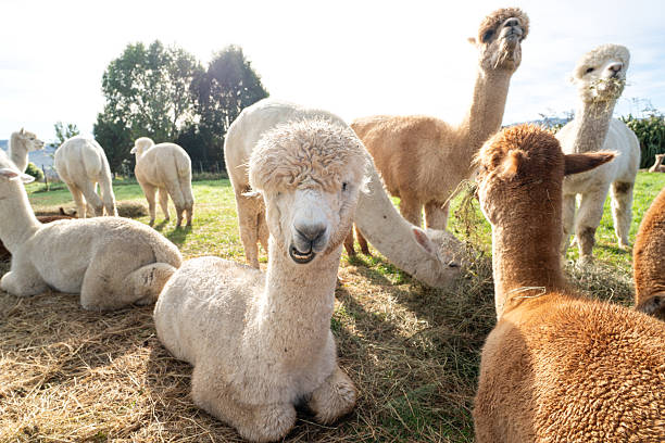 istock Adorable alpacas grazing peacefully on a sunny farm day. 2224560078