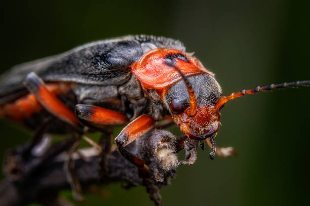 istock Longhorn soldier beetle 2224560183