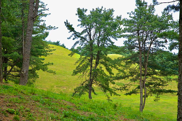 Gongju, South Korea - June 13th 2025: Rounded Baekje royal tombs rise behind pine trees on a grassy slope at Songsan-ri, part of a historic landscape shaped by ancient burial traditions.