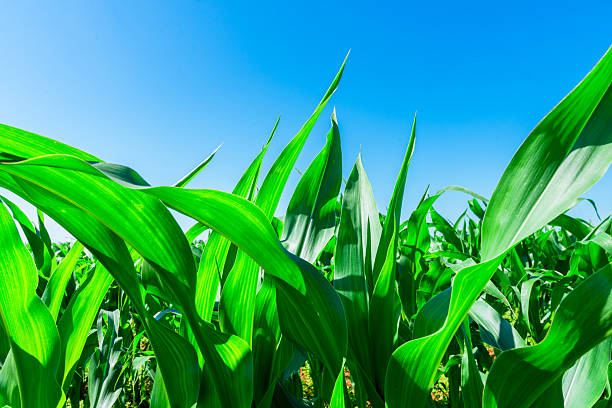 Green sorghum or corn agriculture field.