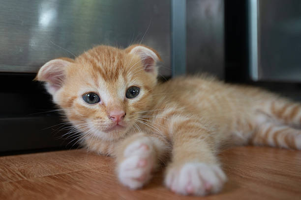 istock A kitten is woken up from its comfortable sleep. 2224563861