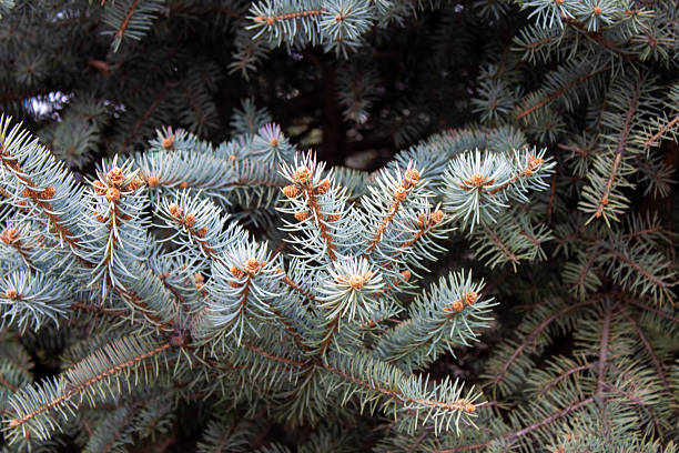 istock Branches of coniferous and spruce trees close-up 2224568478