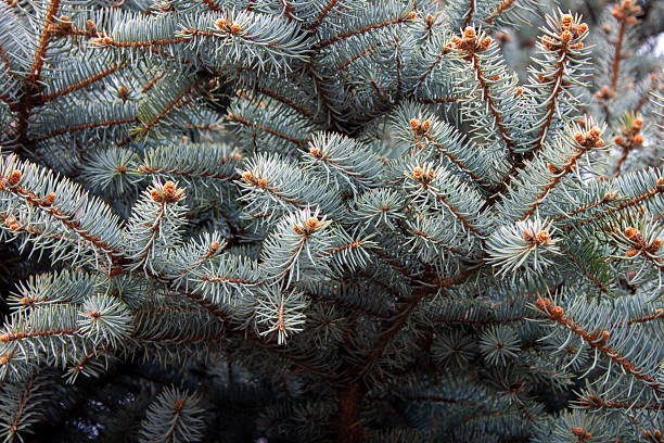 istock Branches of coniferous and spruce trees close-up 2224568479