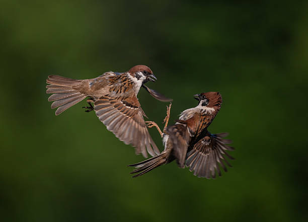 istock two sparrow birds fighting with spread wings and feathers in spring green garden 2224568488