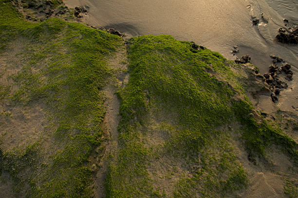 The green Reef, Coastal landscape is the only special landscape of Taiwan