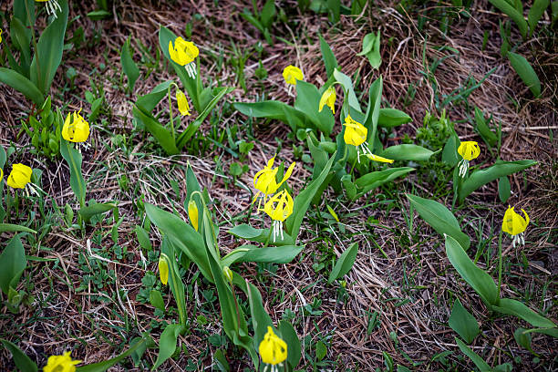 Erythronium grandiflora native to western North America