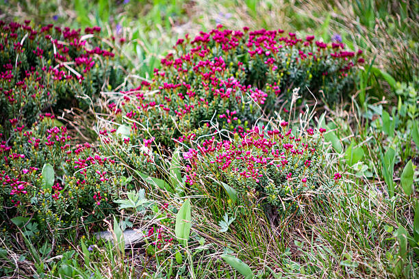 Kalmia procumbens or loiseleuria procumbens of glacier nationa park