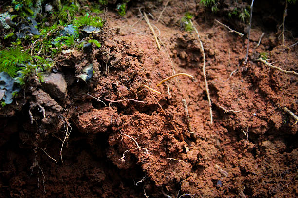 istock close-up red clay soil background with moss and roots. ultisol soil abstract texture. 2224570108