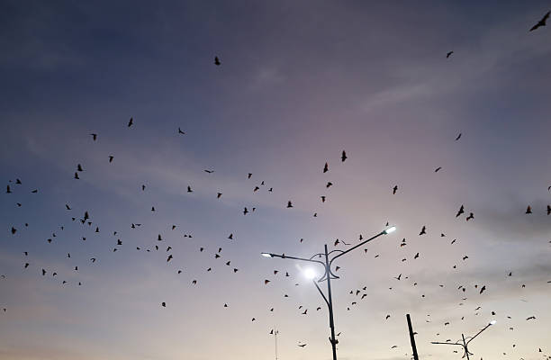 Bats fly in the evening leaving the trees in the middle of Soppeng city, South Sulawesi, Indonesia. Bats live in the trees in the middle of the city.