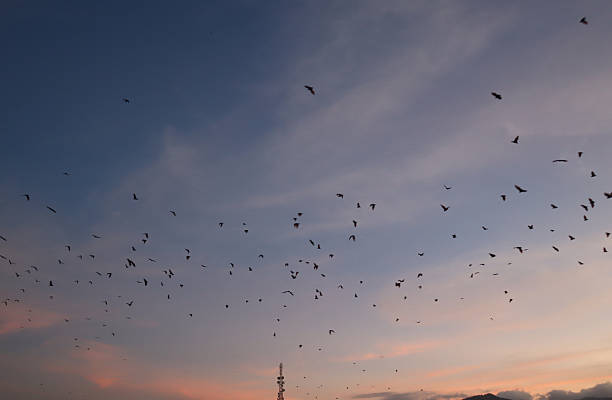 istock Bats fly in the evening leaving 2224571490